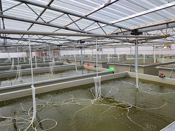 海水養殖恒溫加熱系統